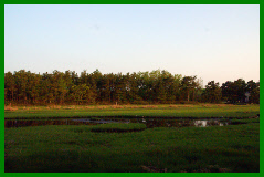 Salt Marsh Behind Maritime